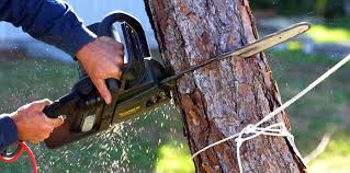 How Our Tree Care Process Works  in  East Islip, NY