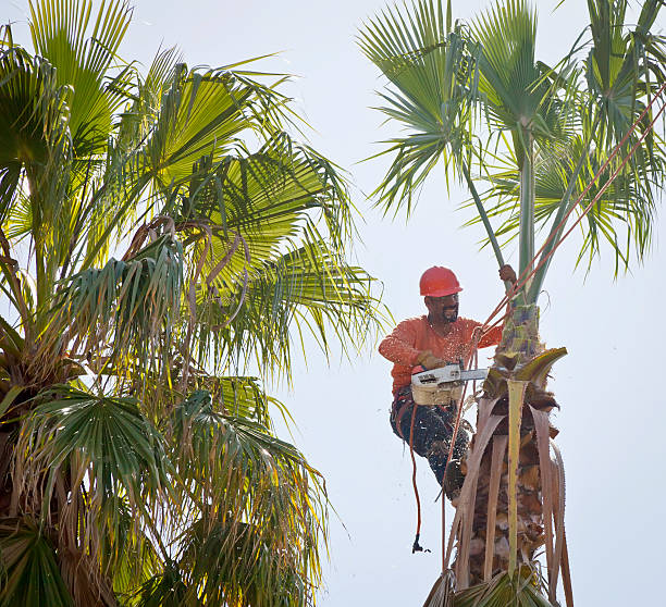 East Islip, NY Tree Services Company